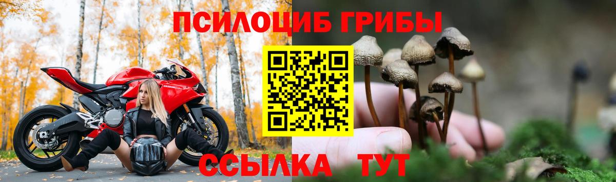 Галлюциногенные грибы Psilocybine cubensis Кулебаки